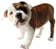 Image of a bulldog puppy. 